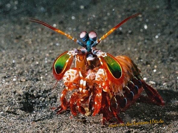 Die besten 100 Bilder in der Kategorie fische_und_meer: farbenfrohes Meeresgetier