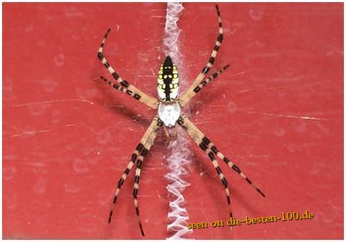 Die besten 100 Bilder in der Kategorie spinnentiere: Argiope-aetherea