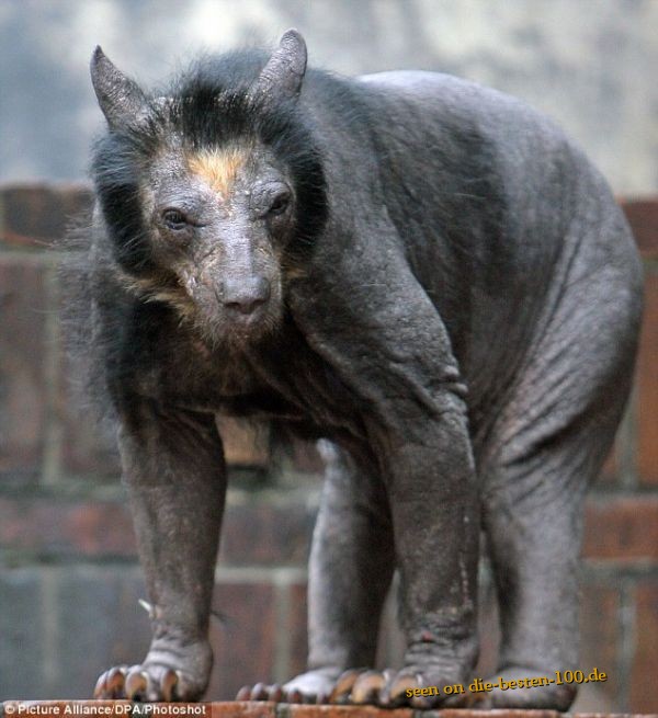 Die besten 100 Bilder in der Kategorie tiere: Schnucki - Kranker Haarloser BÃ¤r - Bald Bear