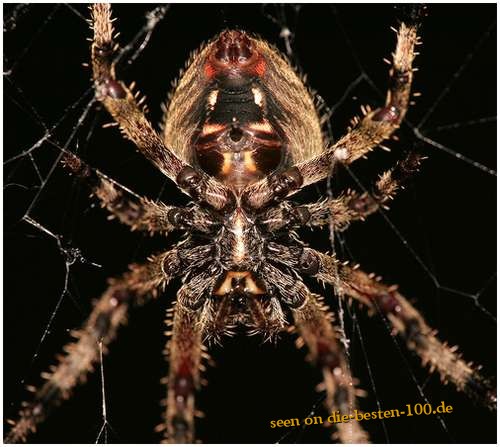 Die besten 100 Bilder in der Kategorie spinnentiere: Barn-Spider