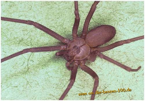 Die besten 100 Bilder in der Kategorie spinnentiere: Brown-recluse-spider