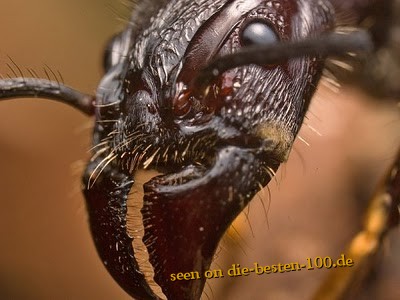 Die besten 100 Bilder in der Kategorie insekten: Bullet-Ant - Ameise