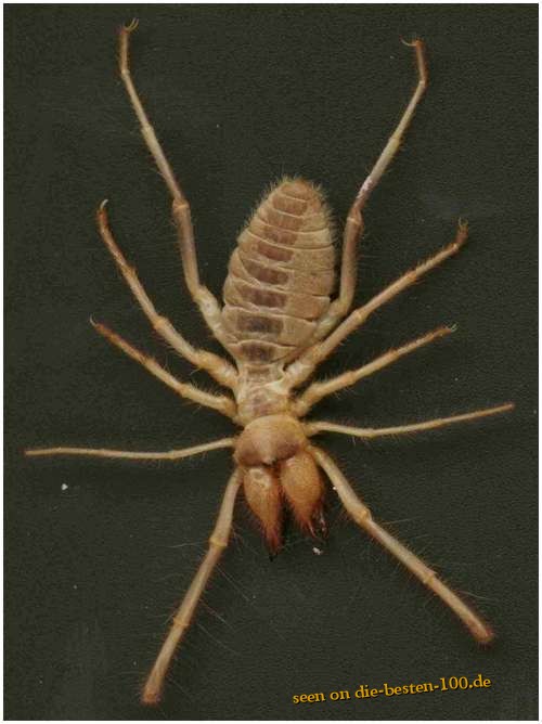 Camel-Spider