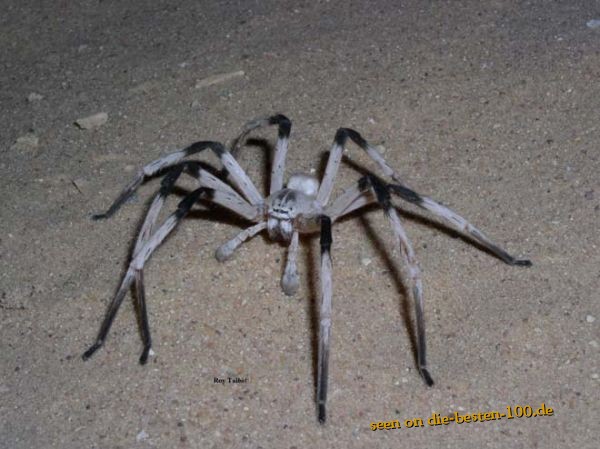 Die besten 100 Bilder in der Kategorie spinnentiere: Cerbalus Spider - Spinne