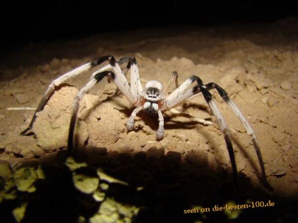 Die besten 100 Bilder in der Kategorie spinnentiere: Cerbalus Spider Spinne