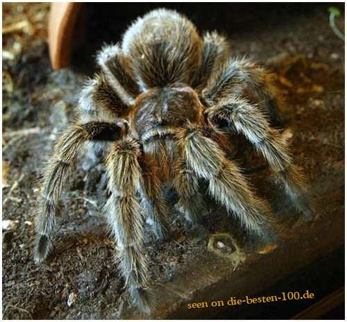 Die besten 100 Bilder in der Kategorie spinnentiere: Chilean-rose-tarantula