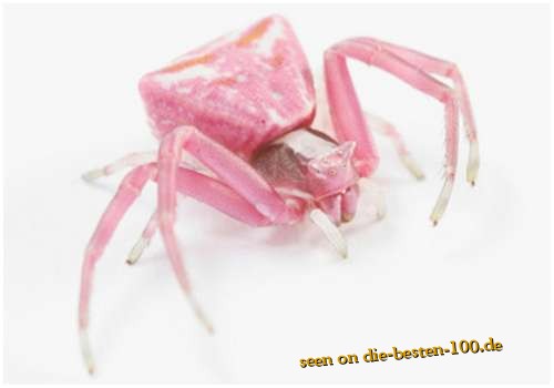 Die besten 100 Bilder in der Kategorie spinnentiere: Crap-Spider - Krabbenspinne