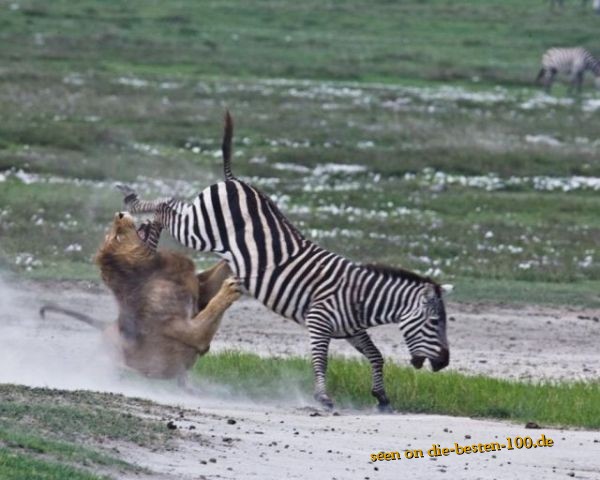 Die besten 100 Bilder in der Kategorie tiere: LÃ¶we checkt Zebra