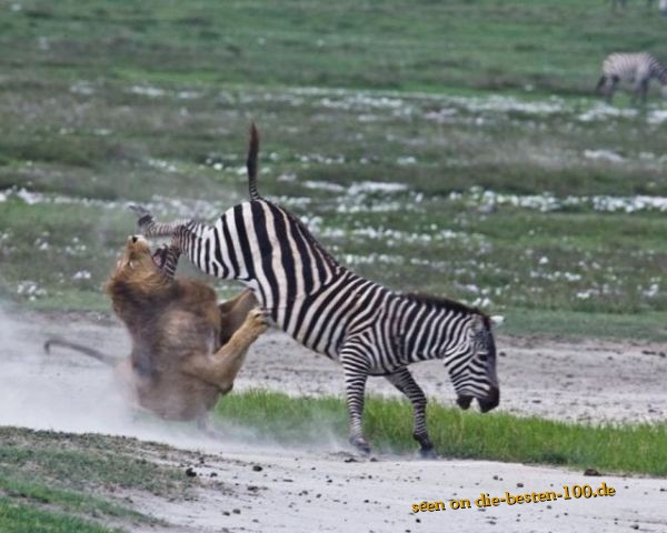 LÃ¶we checkt Zebra