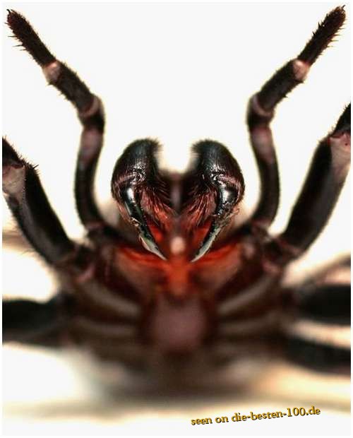 Die besten 100 Bilder in der Kategorie spinnentiere: funnel web spider