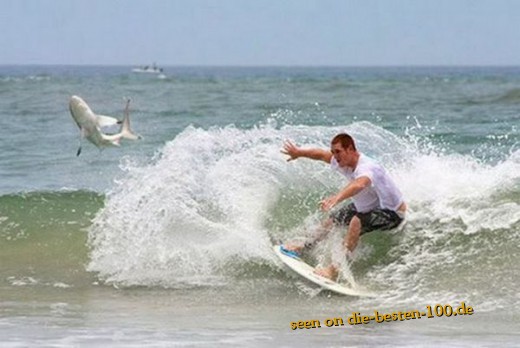 Surfer mit Hai