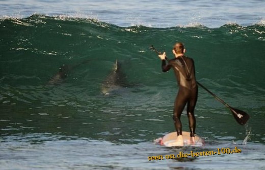 Die besten 100 Bilder in der Kategorie allgemein: Surfer mit Hai - Sharks