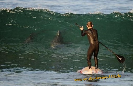 Surfer mit Hai - Sharks