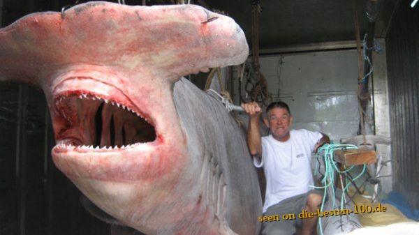 Die besten 100 Bilder in der Kategorie fische_und_meer: Hammerheadshark - Hammerhai