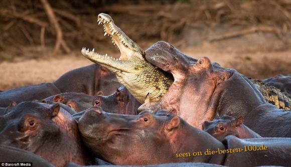 Die besten 100 Bilder in der Kategorie tiere: Hippo and Crocodile - Flusspferd und Krokodil