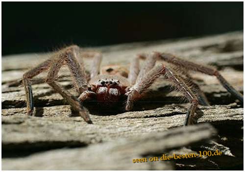 Die besten 100 Bilder in der Kategorie spinnentiere: huntsman-spider