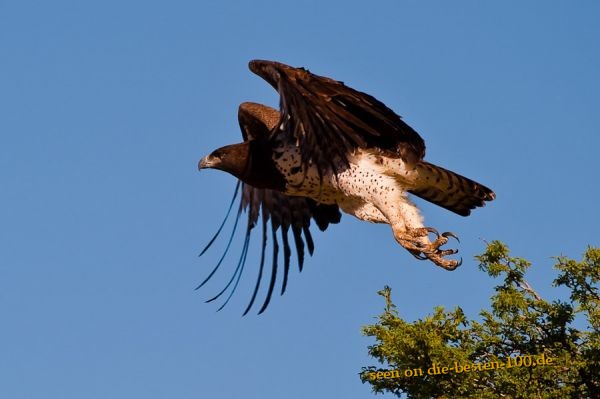 Die besten 100 Bilder in der Kategorie voegel: Adler - Martial Eagle