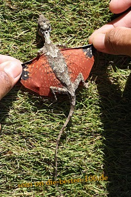 Die besten 100 Bilder in der Kategorie reptilien: Flug-Drachen-Eidechse - rare Dragon