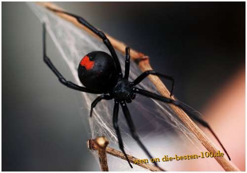 Die besten 100 Bilder in der Kategorie spinnentiere: Redback-Spider