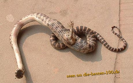 Schlange mit FuÃ - Snake with Foot