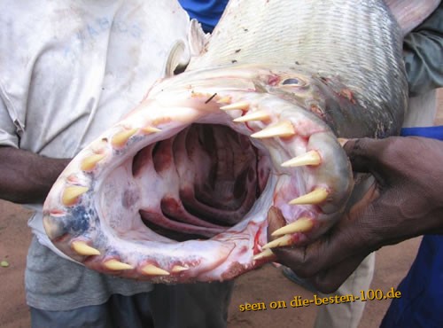 Tiger Fish Congo River