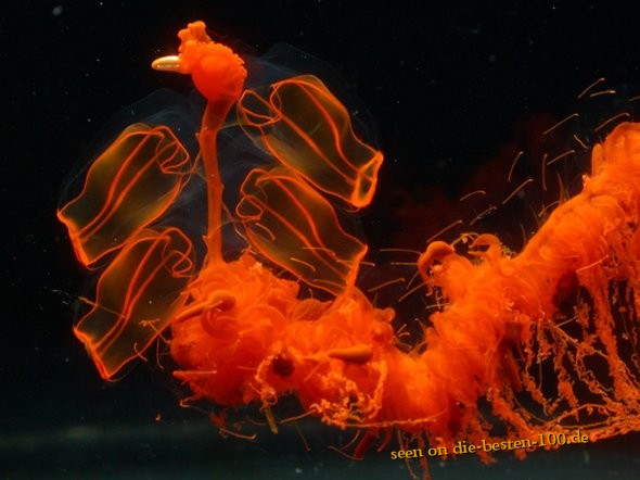 Die besten 100 Bilder in der Kategorie fische_und_meer: Transparent Animal - Rote Qualle