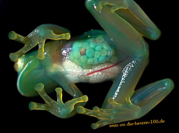 Transparenter Frosch