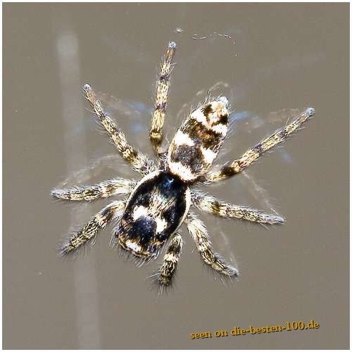 Die besten 100 Bilder in der Kategorie spinnentiere: Zebra Spider