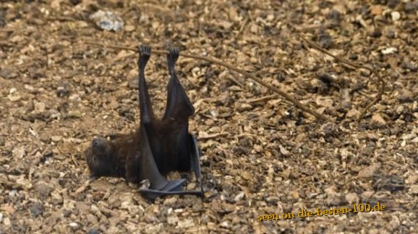 Fledermaus hÃ¤ngt ab, drunken Bat