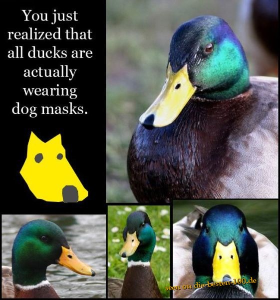 Ducks actually wearing dog masks