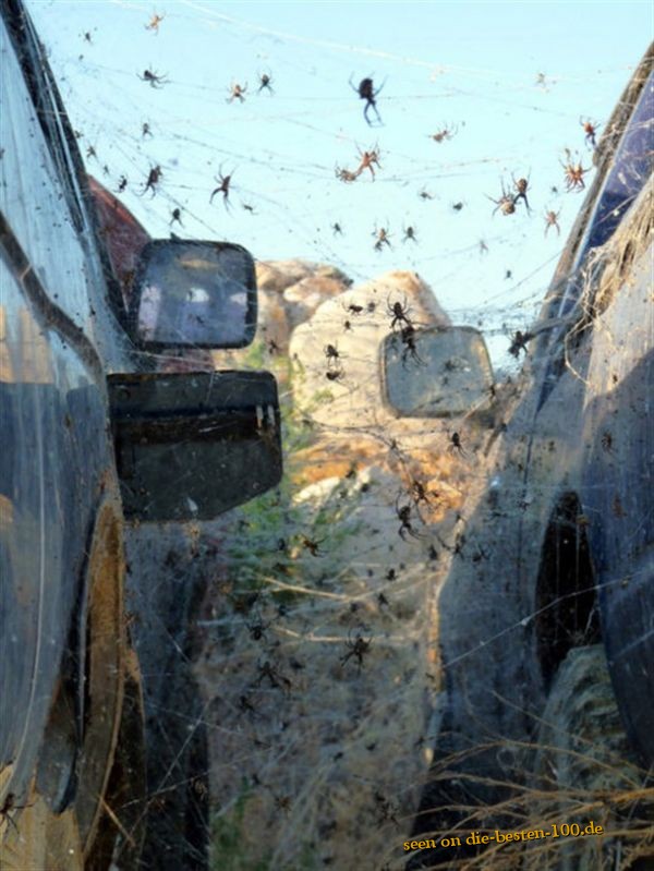 Die besten 100 Bilder in der Kategorie spinnentiere: Schatz, hol doch mal den Foto aus dem Auto - Hunderte von Spinnen