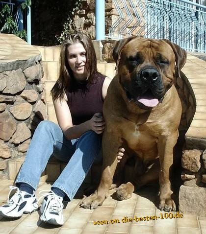 Riesen Hund