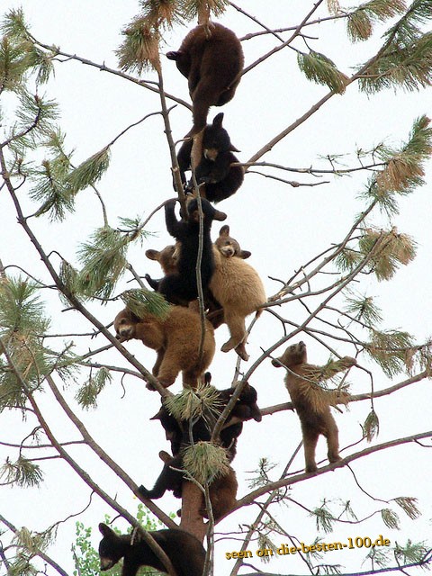 Die BÃ¤ren sind los - Bear-Tree
