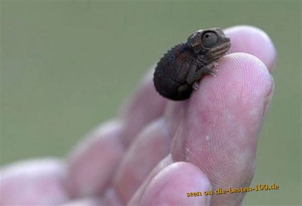 Baby-Chameleon - ist wohl ein FrÃ¼hchen