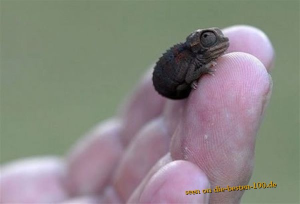 Reptilien Baby Chameleon Ist Wohl Ein Fruhchen Die Besten 100 Bilder In Vielen Kategorien