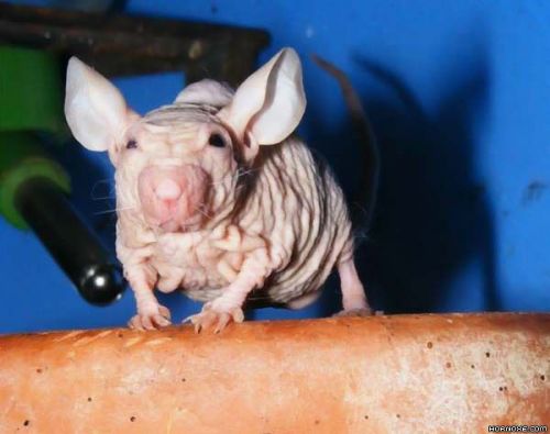 Die besten 100 Bilder in der Kategorie tiere: Maus, eklig, falten