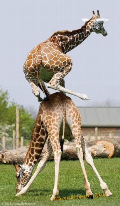 Die besten 100 Bilder in der Kategorie tiere: Giraffen-Bock-Springen