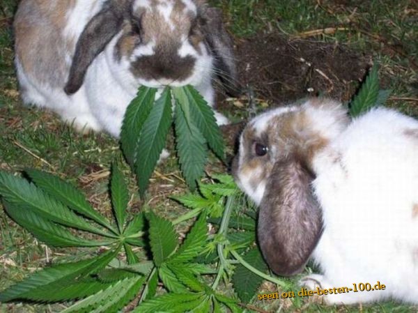 Die besten 100 Bilder in der Kategorie tiere: Kaninchen haben Fun - Gras-Party-Hasen