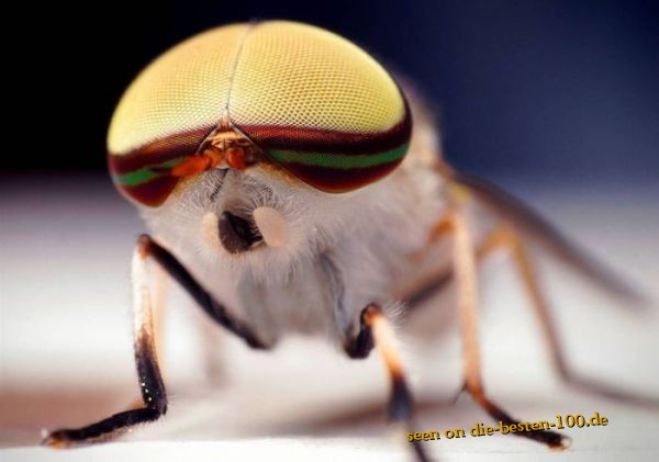 Die besten 100 Bilder in der Kategorie insekten: Facettenreiche Makro-Aufnahme einer Fliege