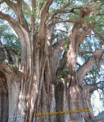 Die besten 100 Bilder in der Kategorie baeume: Riesen-Baum