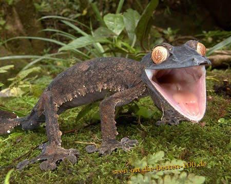 Die besten 100 Bilder in der Kategorie reptilien: GECKO - Giant leaf tailed Gecko