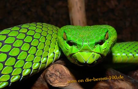 Die besten 100 Bilder in der Kategorie reptilien: green pit viper