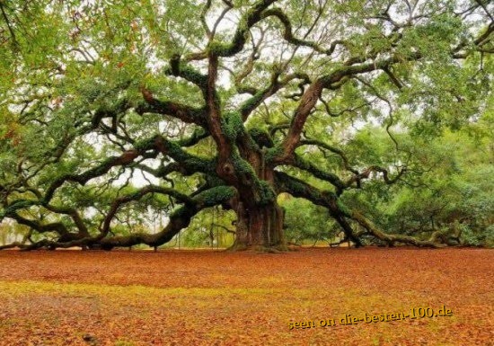 Die besten 100 Bilder in der Kategorie baeume: Der Baum unter den BÃ¤umen