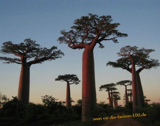 Die besten 100 Bilder in der Kategorie baeume: Affenbrotbaum? amazing big Trees