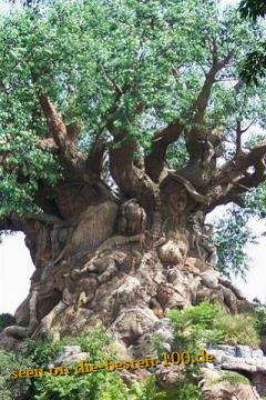 Fetter Baum - Big Tree
