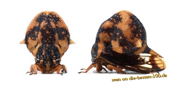 Die besten 100 Bilder in der Kategorie insekten: Anchistrotus