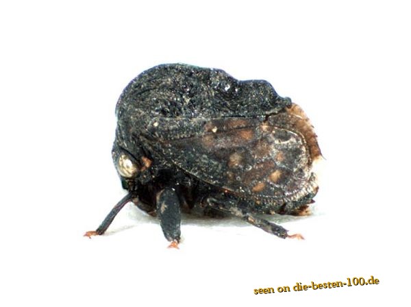 Die besten 100 Bilder in der Kategorie insekten: Balbonota-buckelzirpe