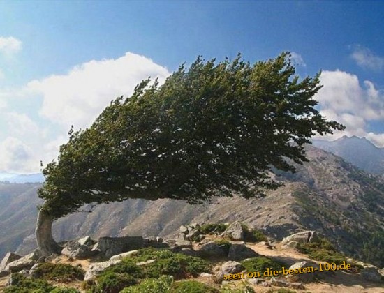 Die besten 100 Bilder in der Kategorie baeume: Schiefer Baum