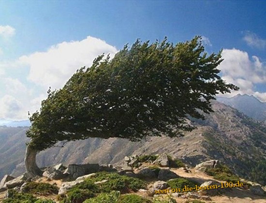 Schiefer Baum