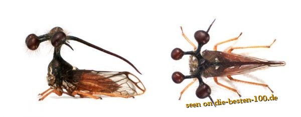 Die besten 100 Bilder in der Kategorie insekten: Bocydium-Buckelzirpe